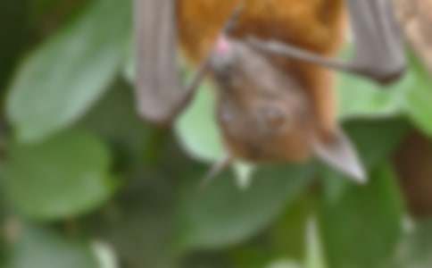 蝙蝠和雷达教学反思15篇